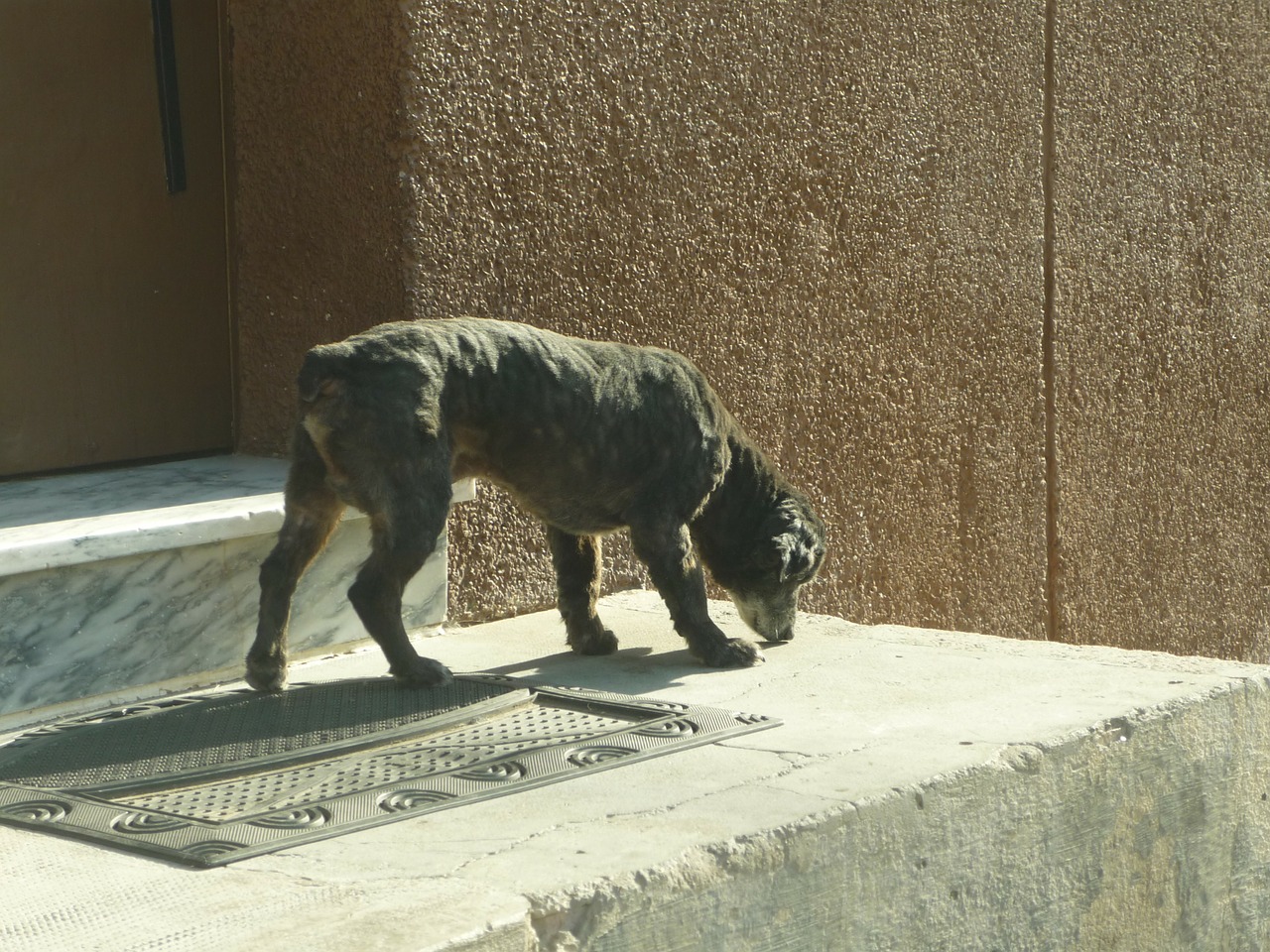 dog guardian door free photo