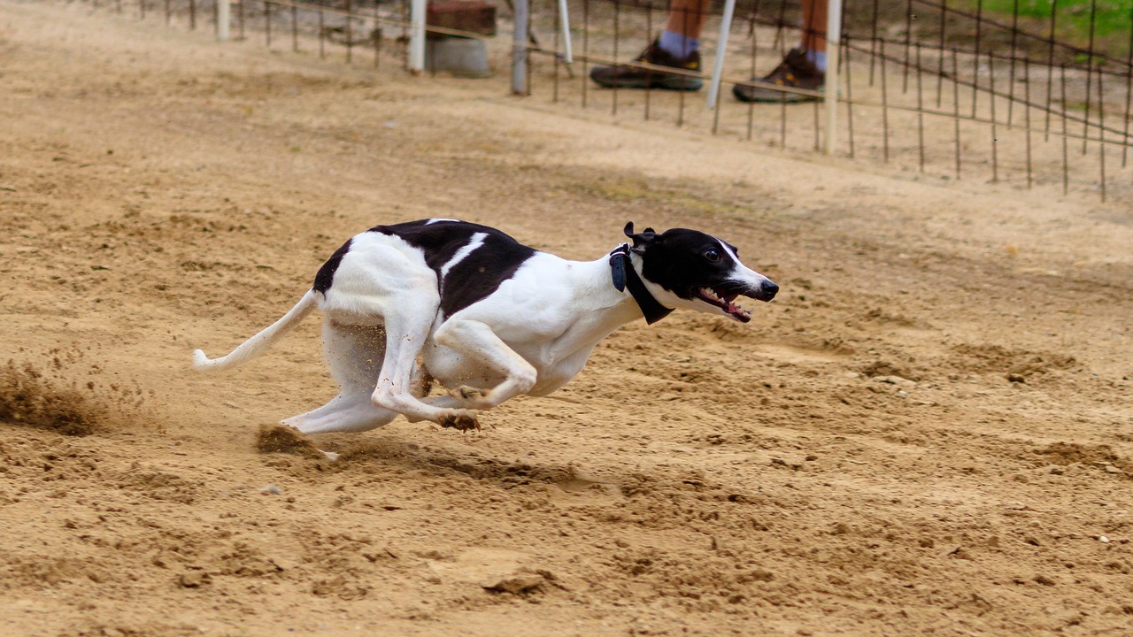 dog  runs  dog racing free photo