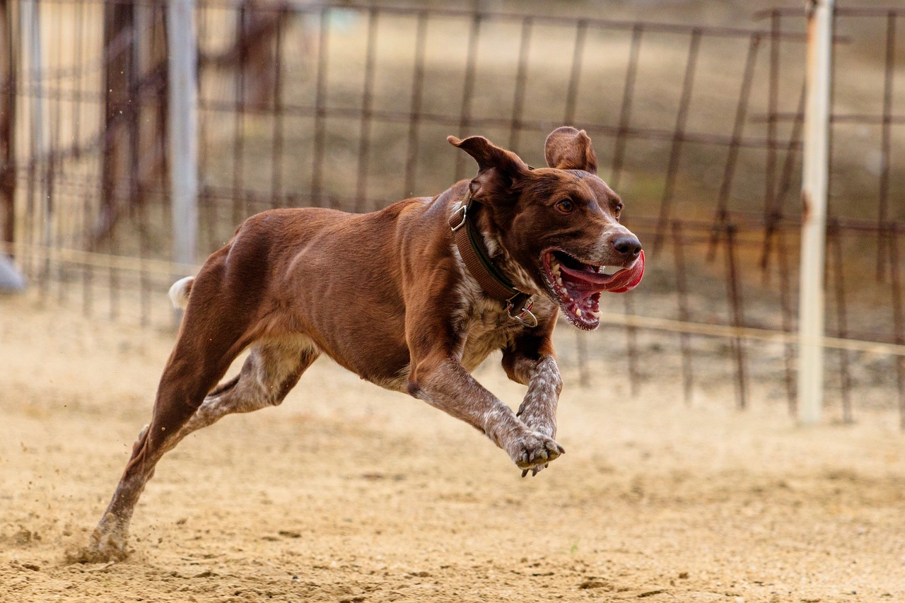 dog  runs  dog racing free photo