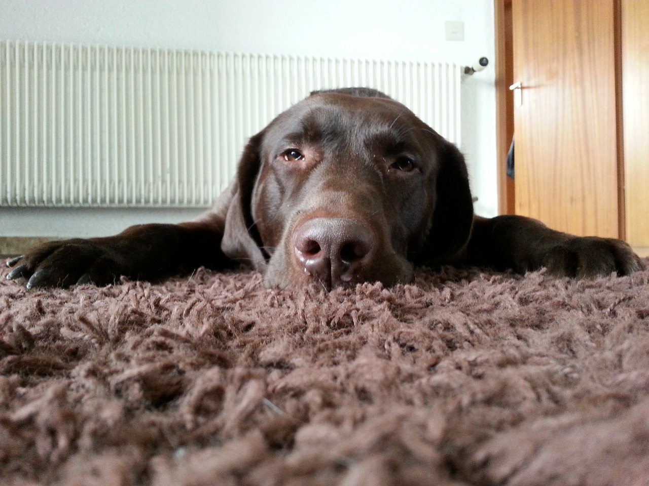 dog tired labrador free photo