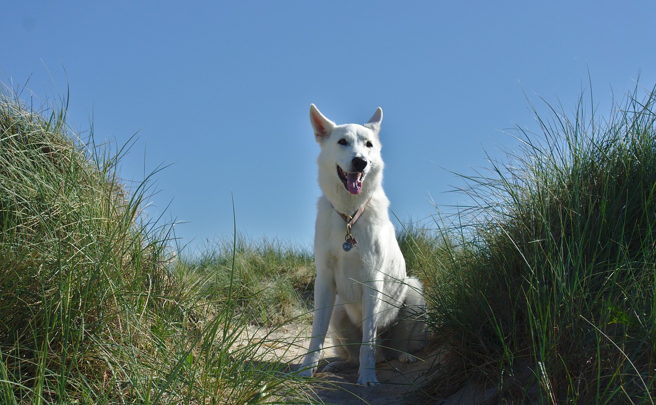 dog  dune  schäfer dog free photo