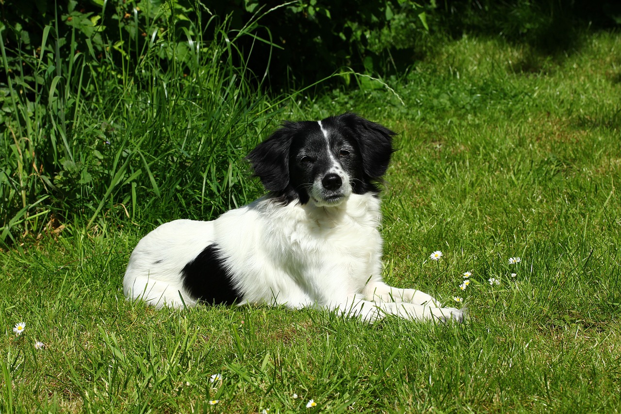 dog small dog vigilant free photo