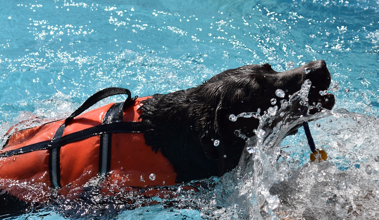 dog  pool  animal physiotherapy free photo