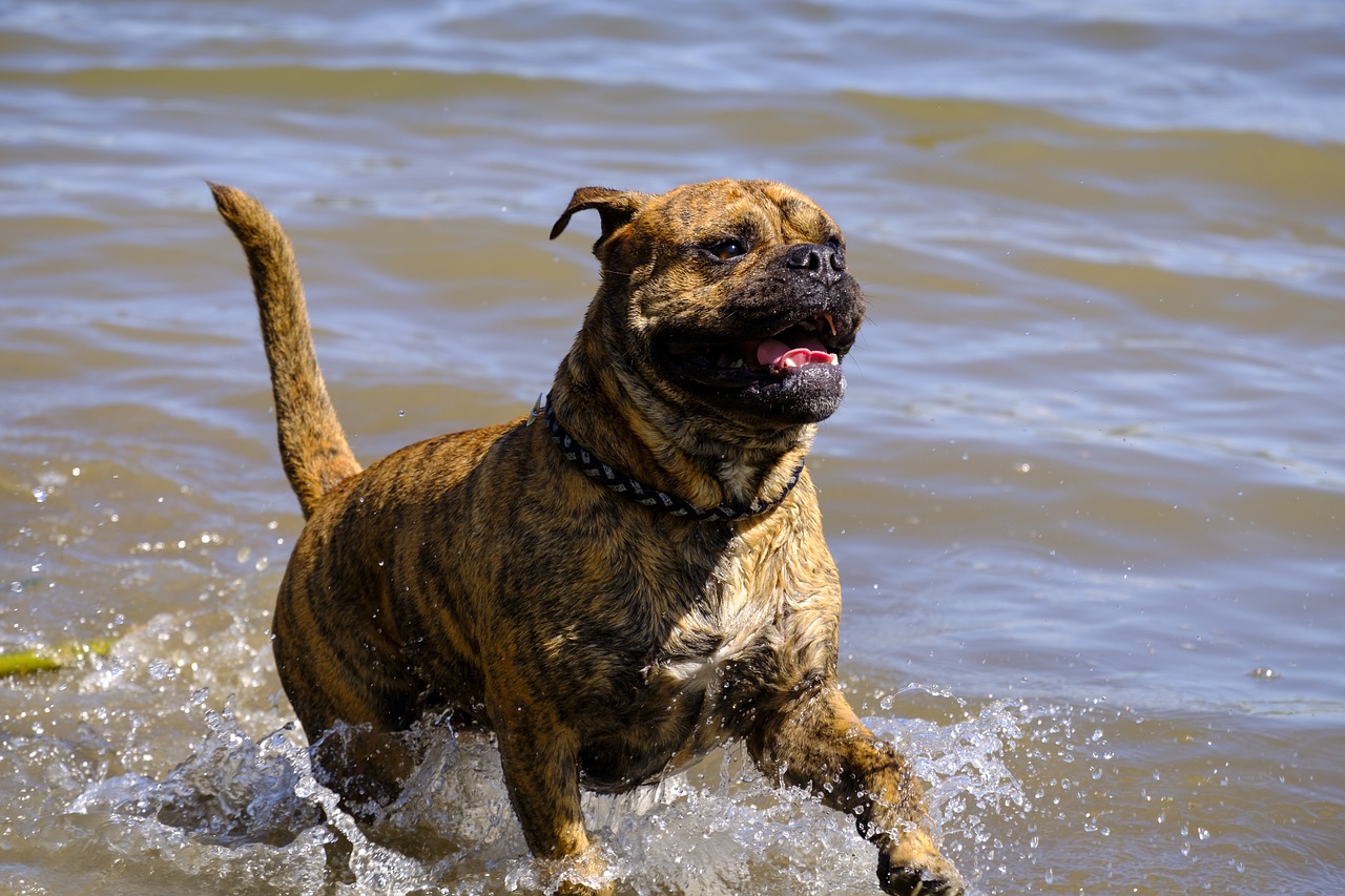 dog  swim  water free photo