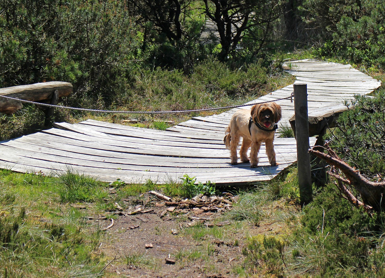 dog wait away free photo