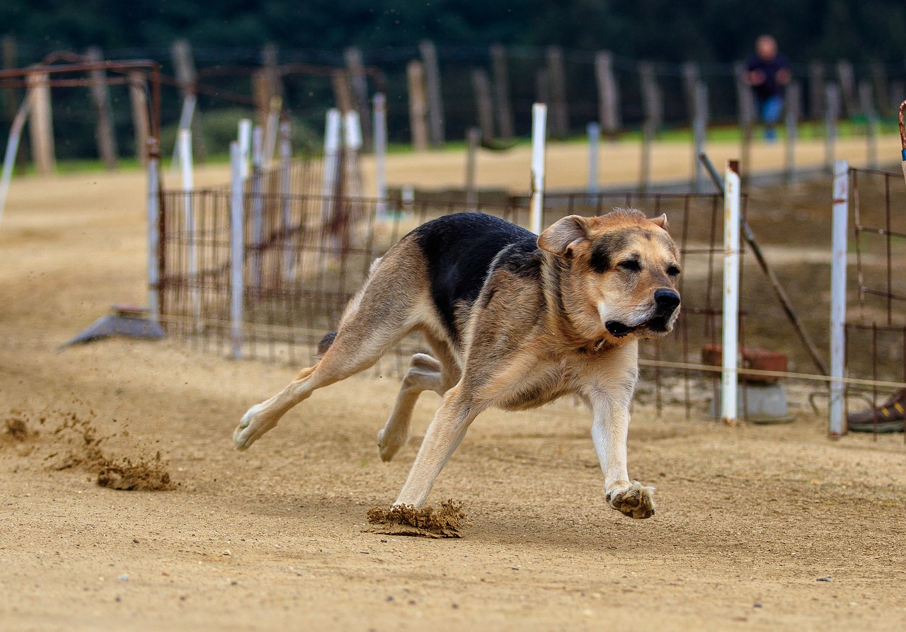dog  dog racing  animal free photo