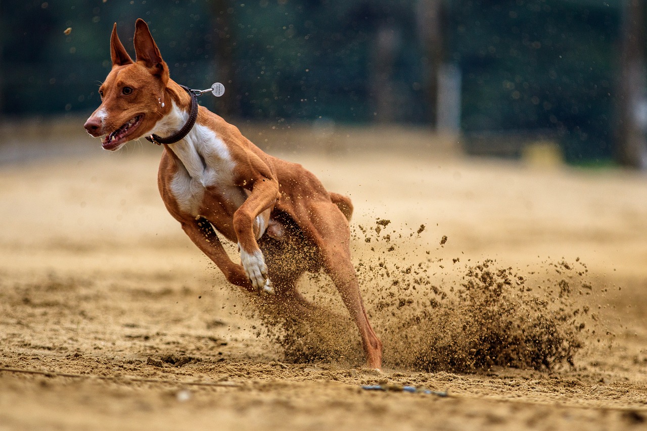 dog  dog racing  animal free photo