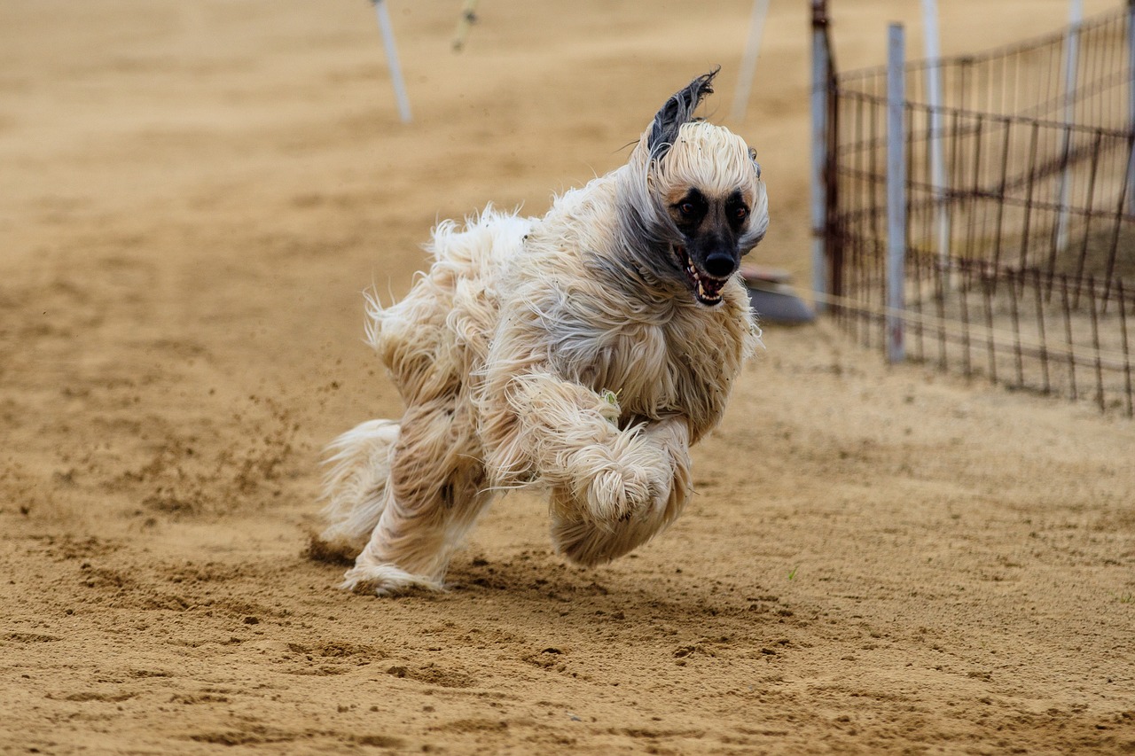 dog  dog racing  animal free photo