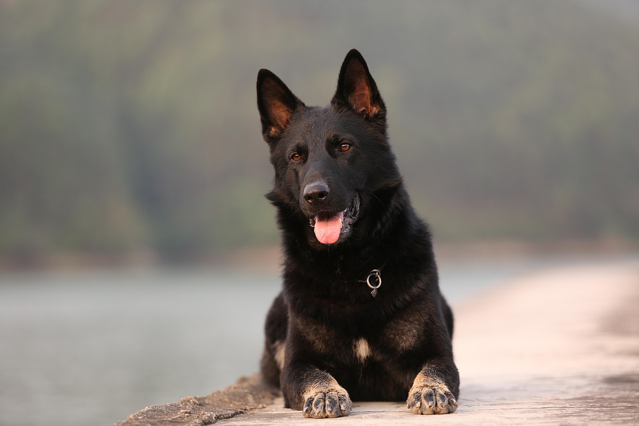 dog  shepherd  german shepherd free photo