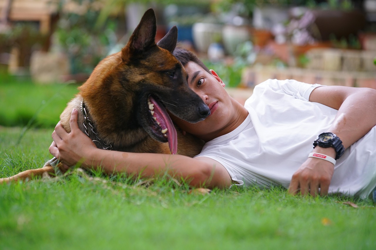 dog  friend  malinois free photo