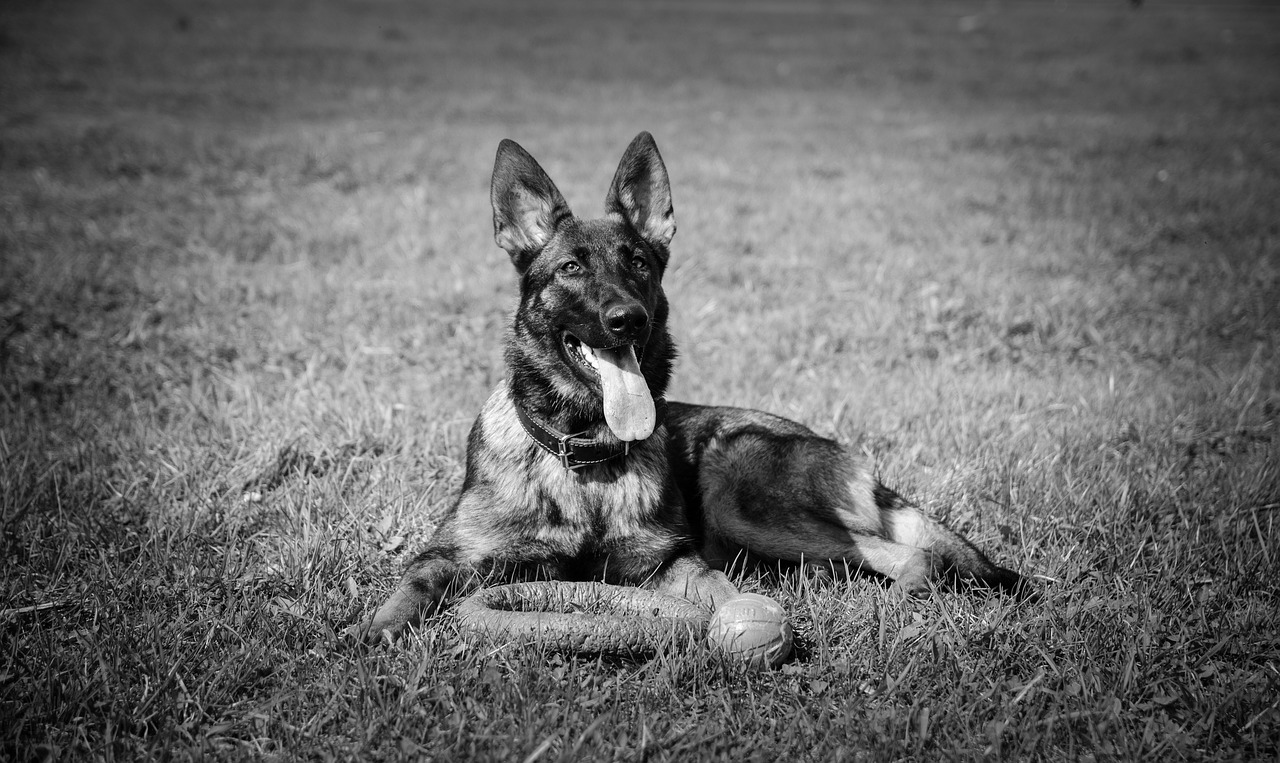 dog  shepherd  animals free photo