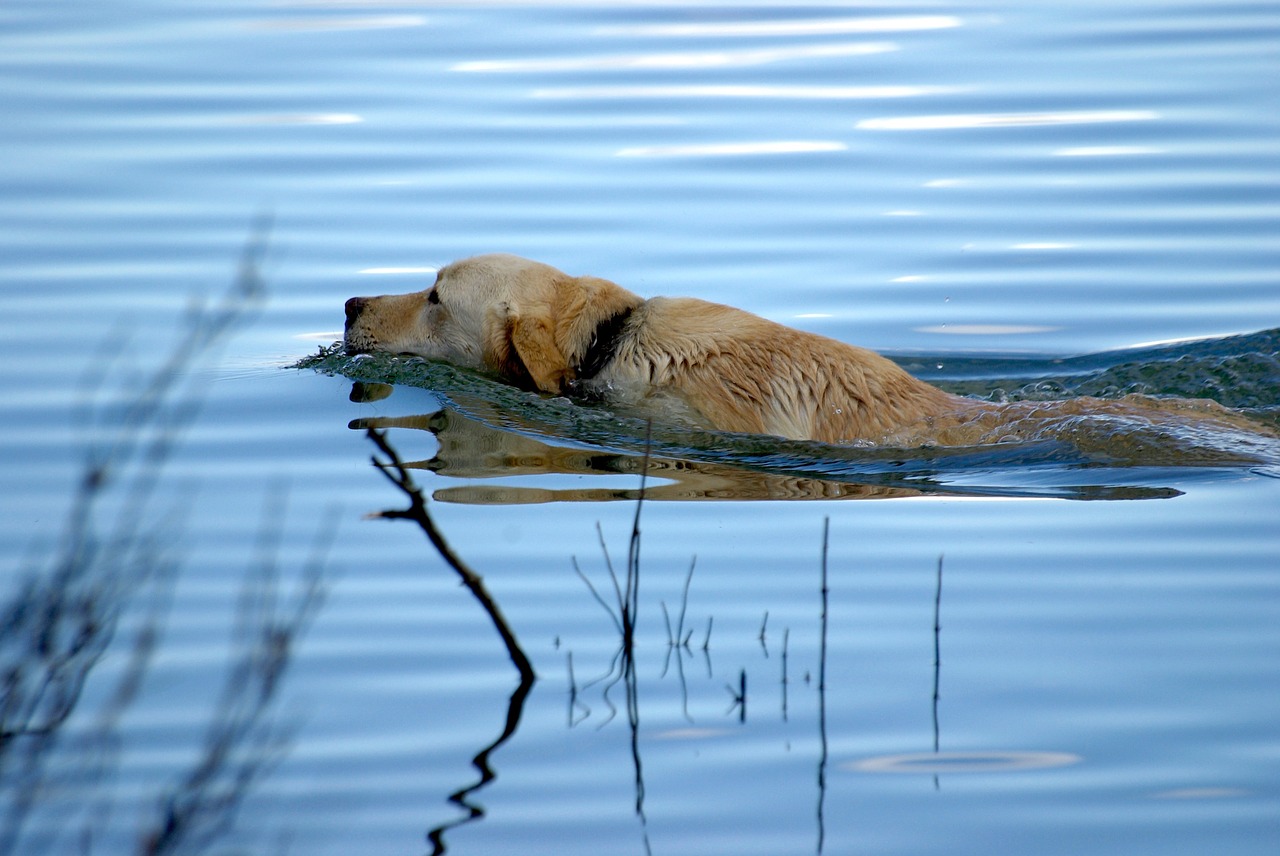 dog  dog swimming  pets free photo