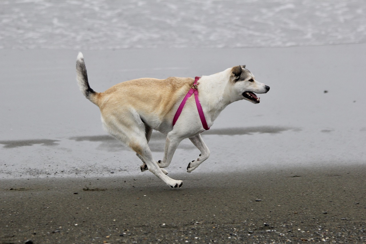 dog  beach  running free photo