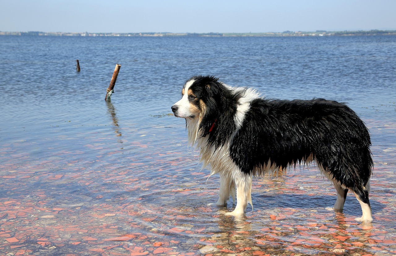 dog  water  nature free photo