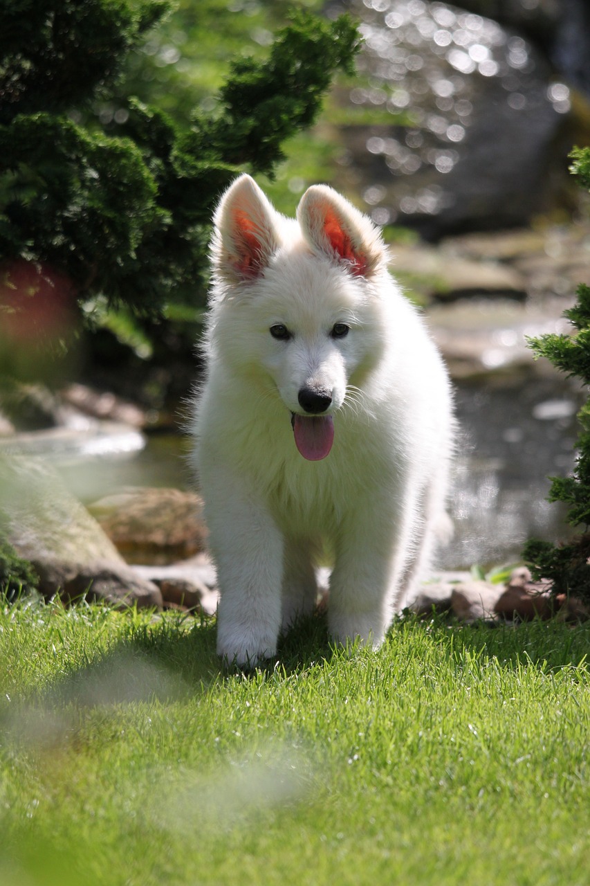 dog  puppy  white swiss shepherd dog free photo