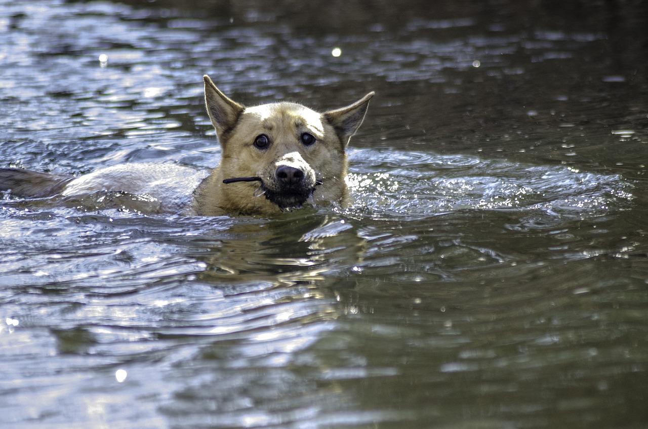 dog  swim  dog swimming free photo