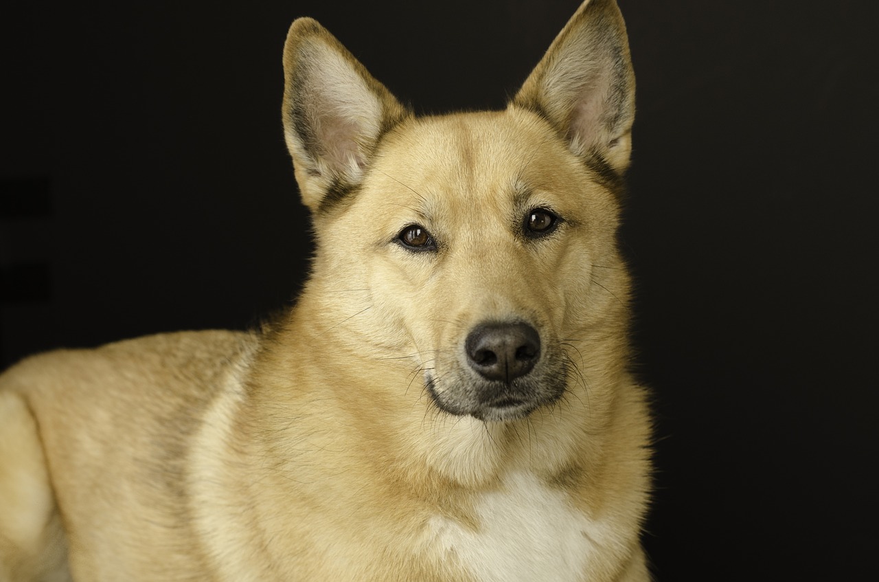dog  dog portrait  studio portrait free photo