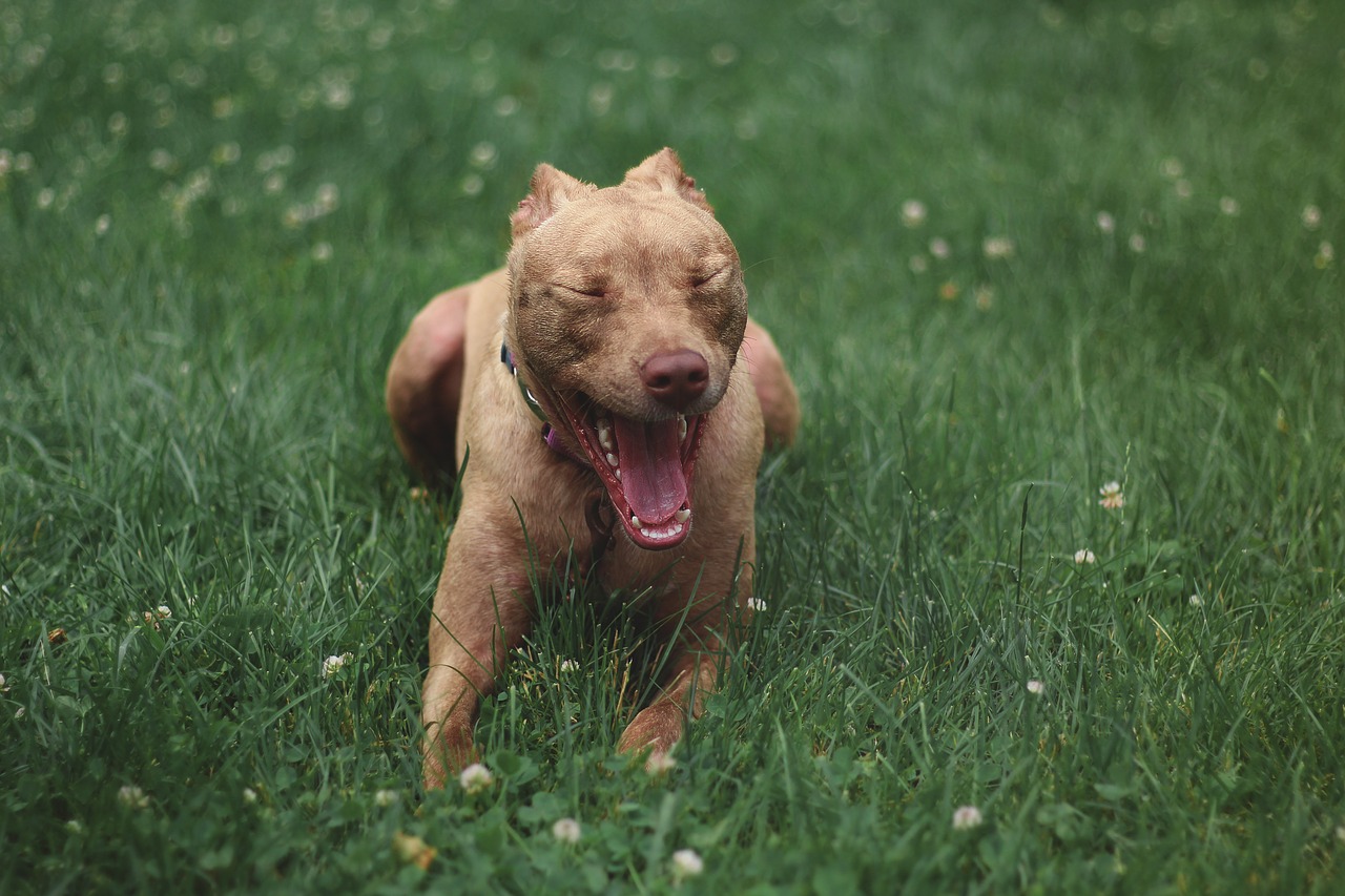 dog  pitbull  animal free photo