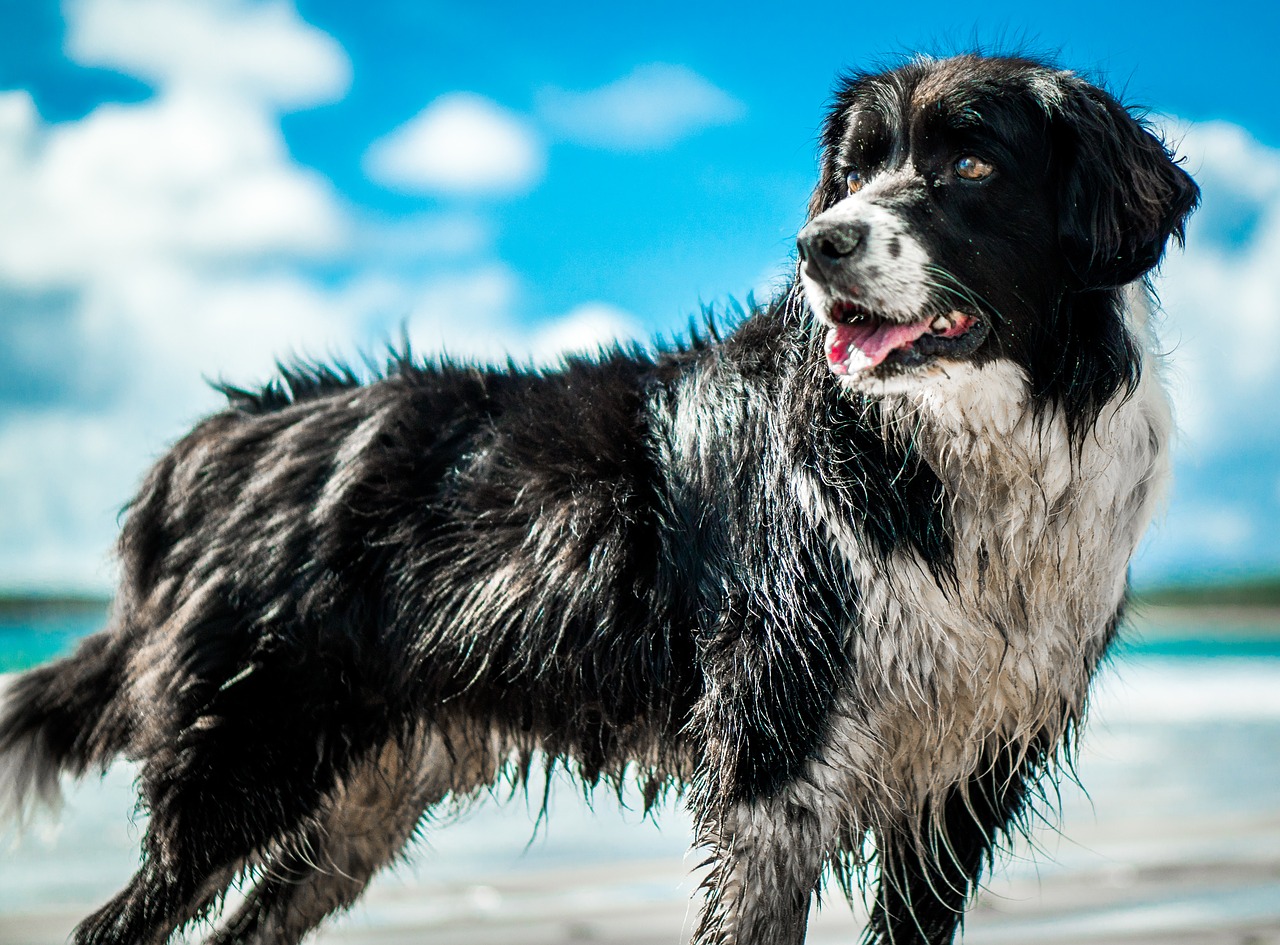 dog  beach  vacation free photo