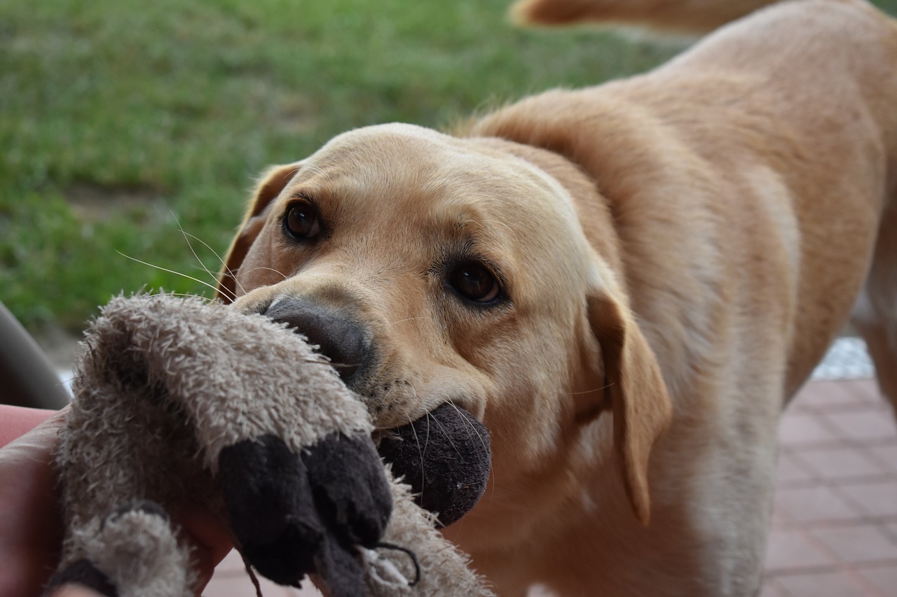 dog  toy  cute free photo