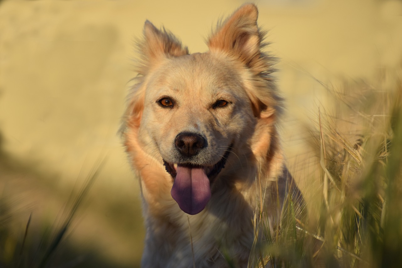 dog  field  cereals free photo