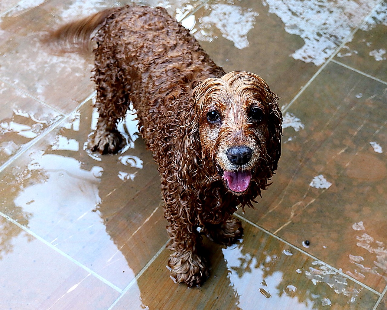 dog  wet  swim free photo