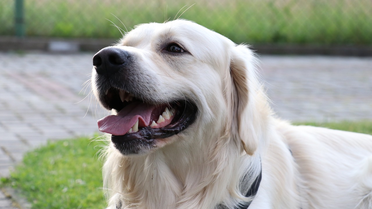 dog  golden retriever  animals free photo