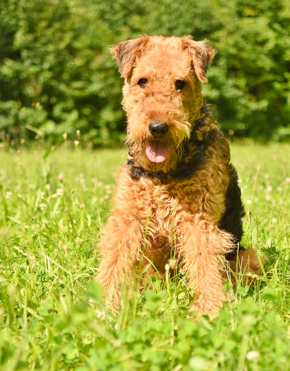 dog  airedale terrier  pet free photo
