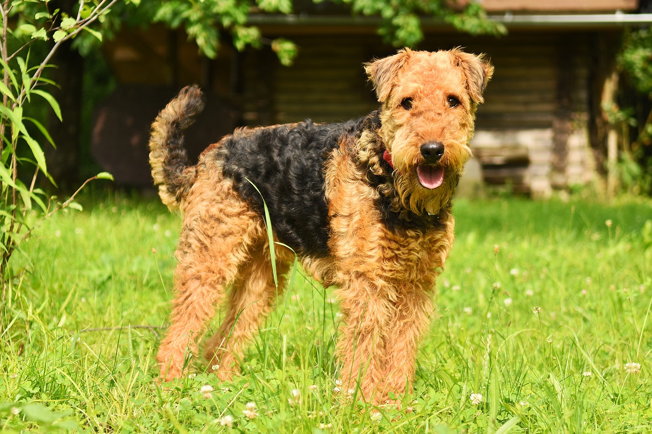 dog  airedale terrier  pet free photo