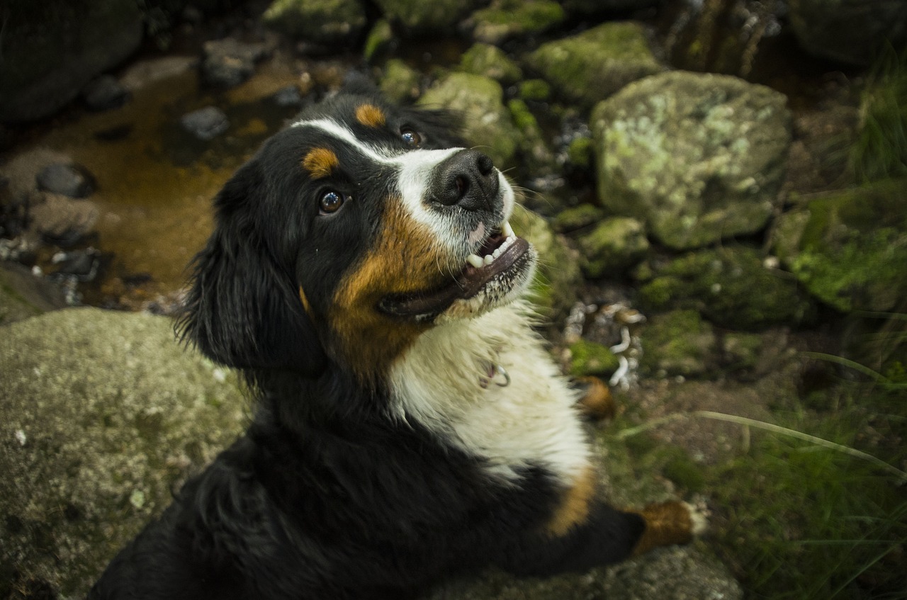 dog  outdoors  nature free photo