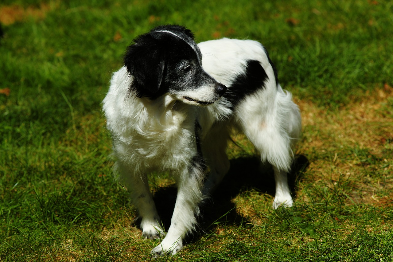 dog  male  black and white free photo