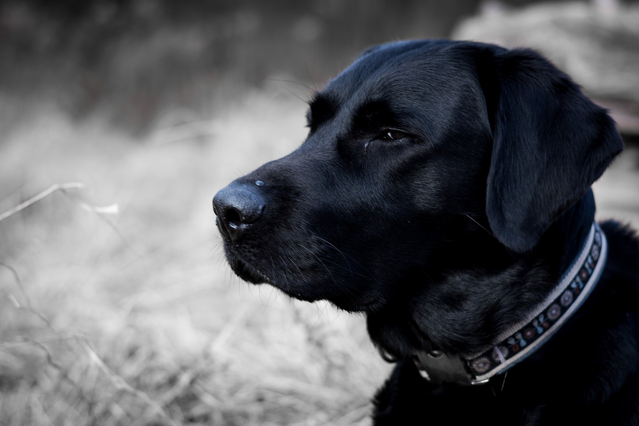 dog  labrador  black and white free photo