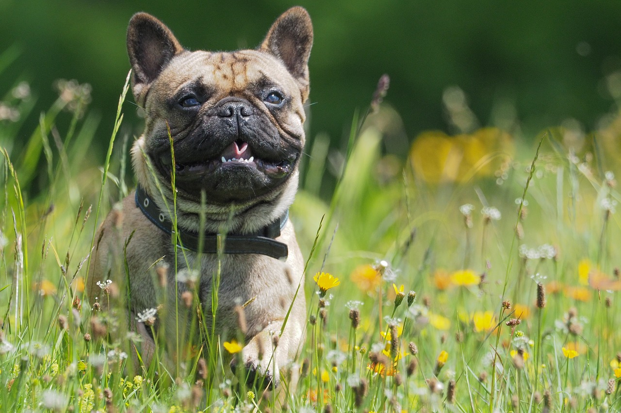 dog  bulldog  flower meadow free photo