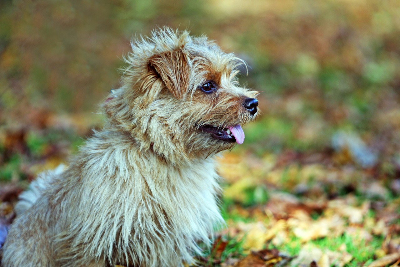 dog  norfolk terrier  terrier free photo