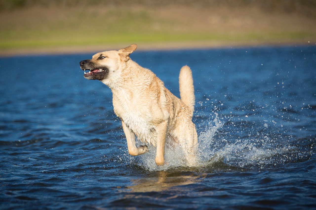 dog  water  race free photo