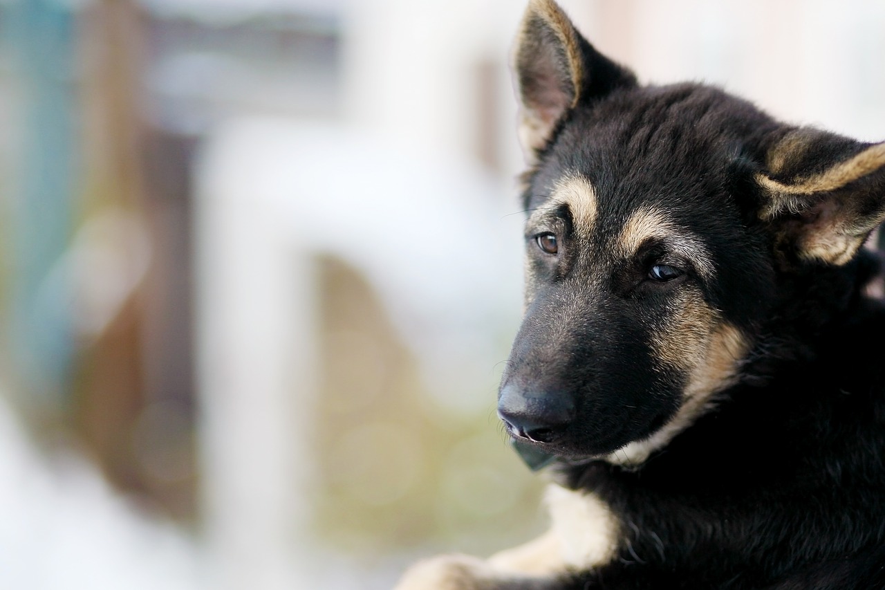 dog  shepherd  sorrow free photo