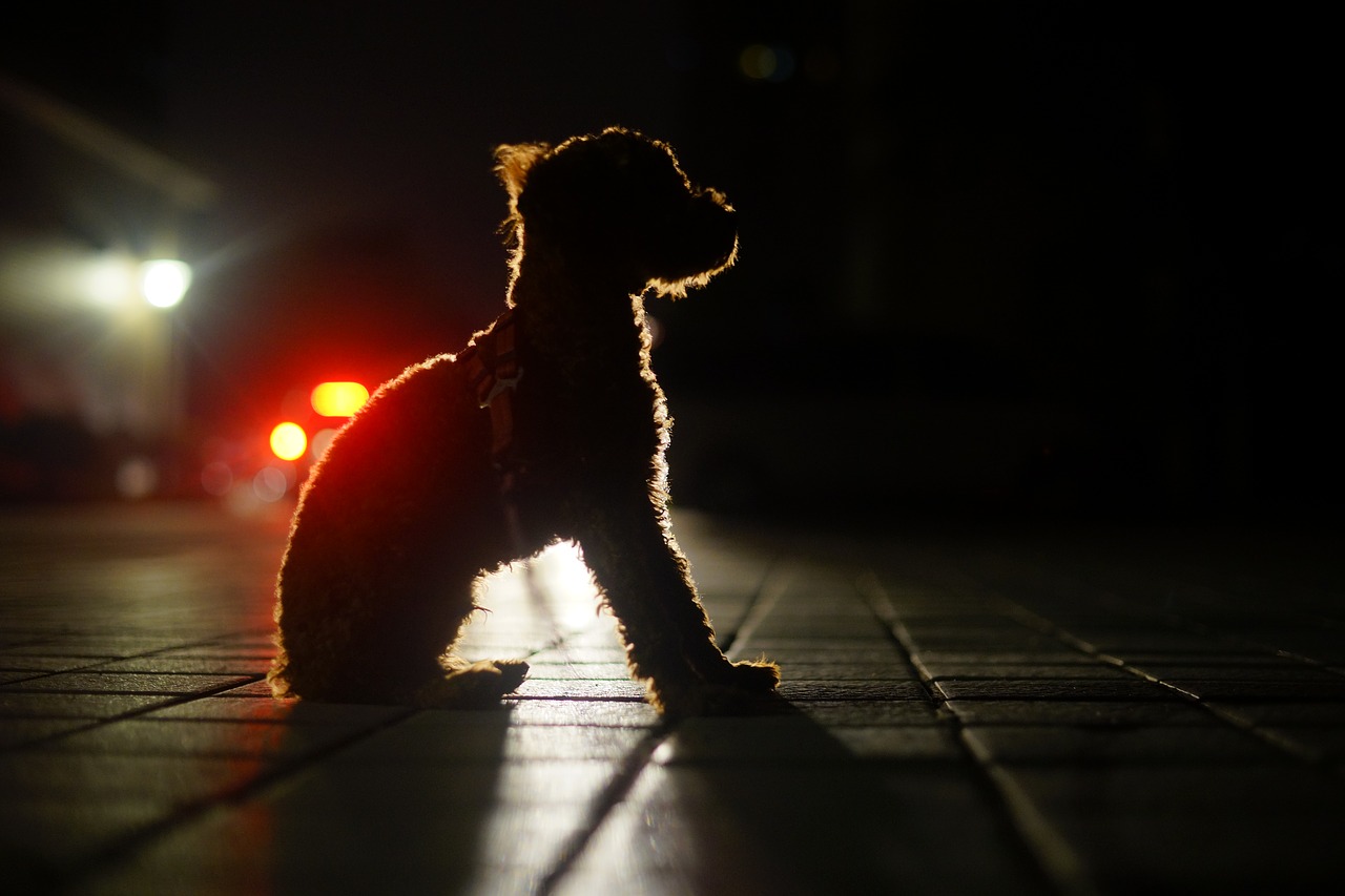 dog  night view  light and shadow free photo