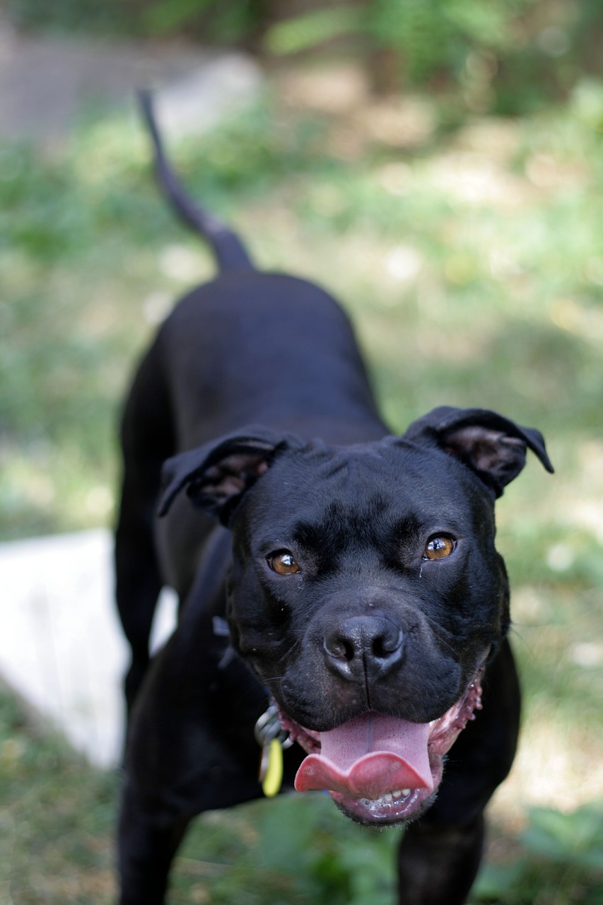 dog  outside  outdoors free photo