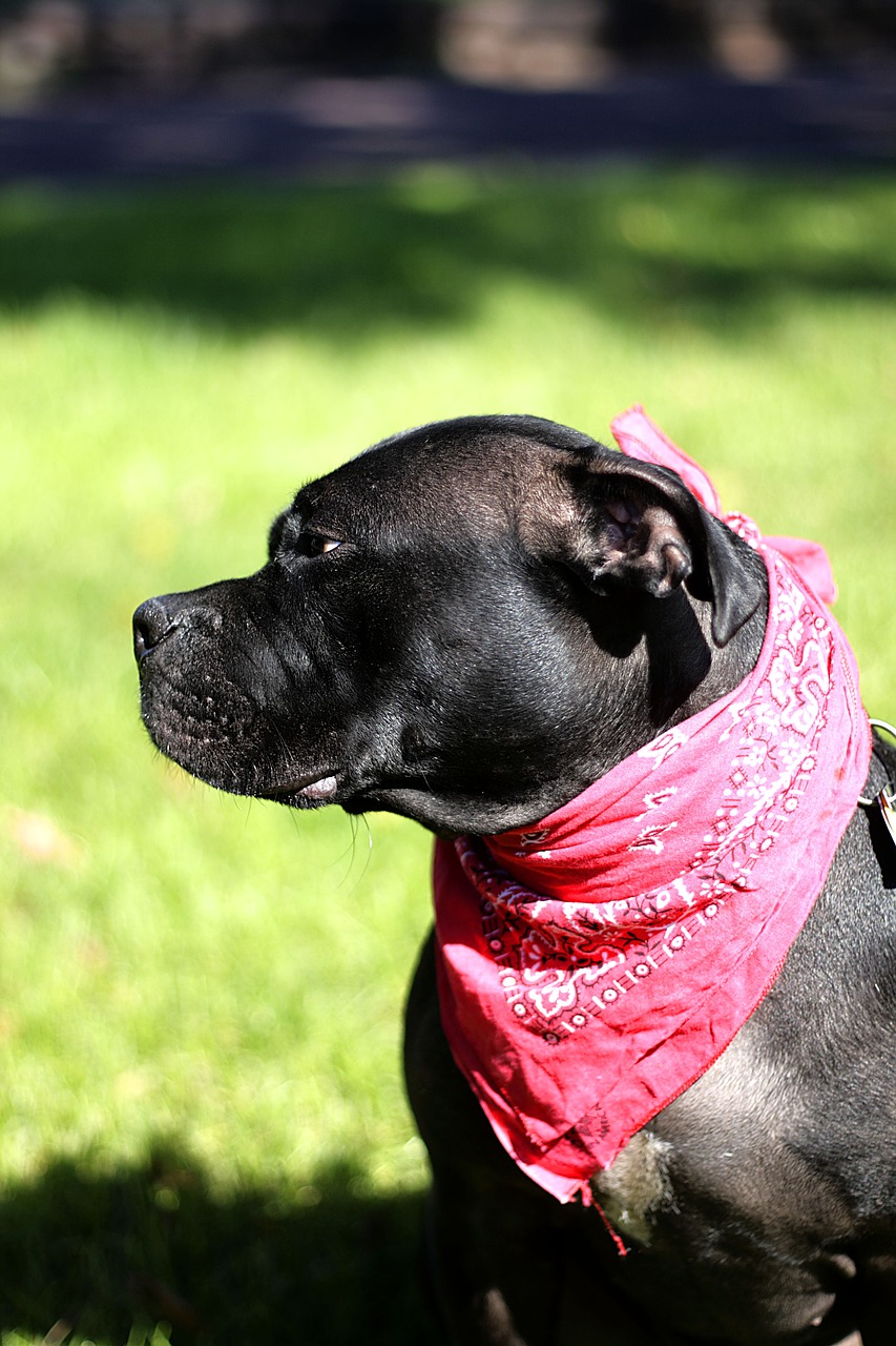 dog  bandanna  animal free photo