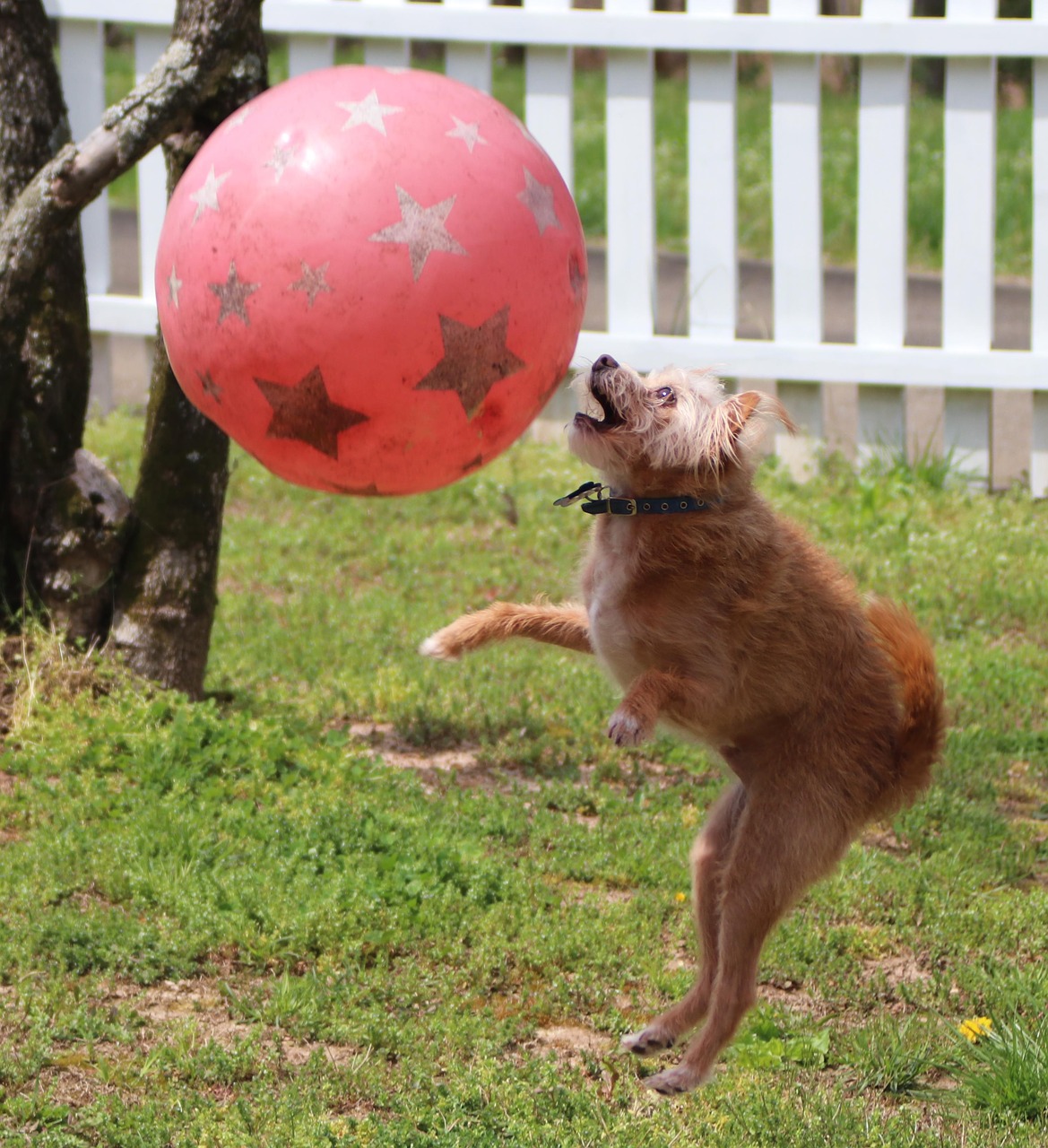 dog  ball  jump free photo