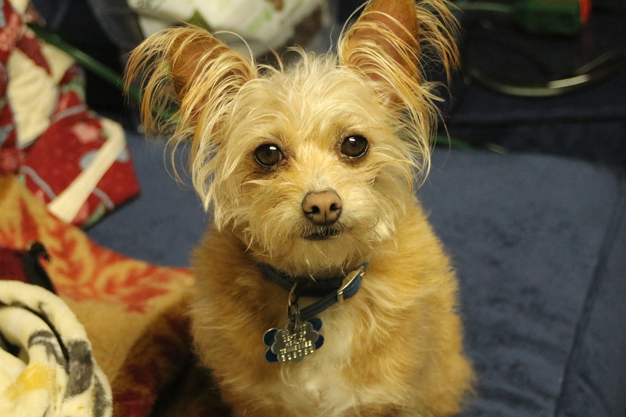 dog  yorkshire terrier  chihuahua free photo