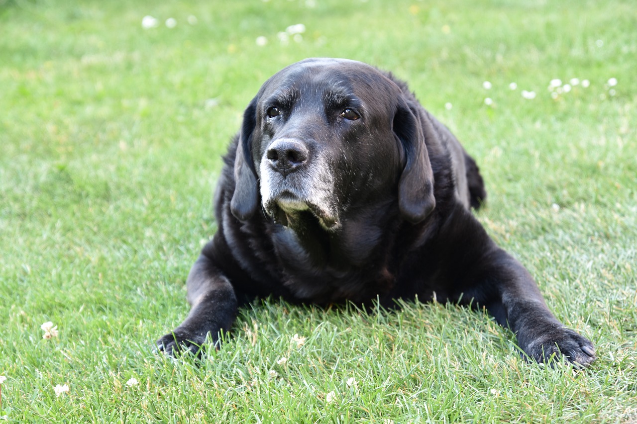 dog  labrador  old free photo