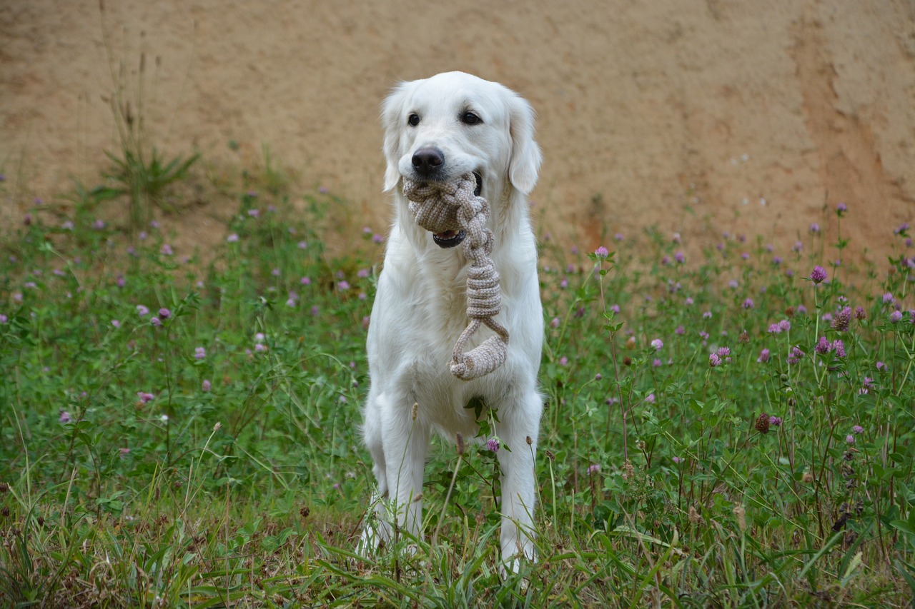 dog  dog with game  dog golden retriever free photo