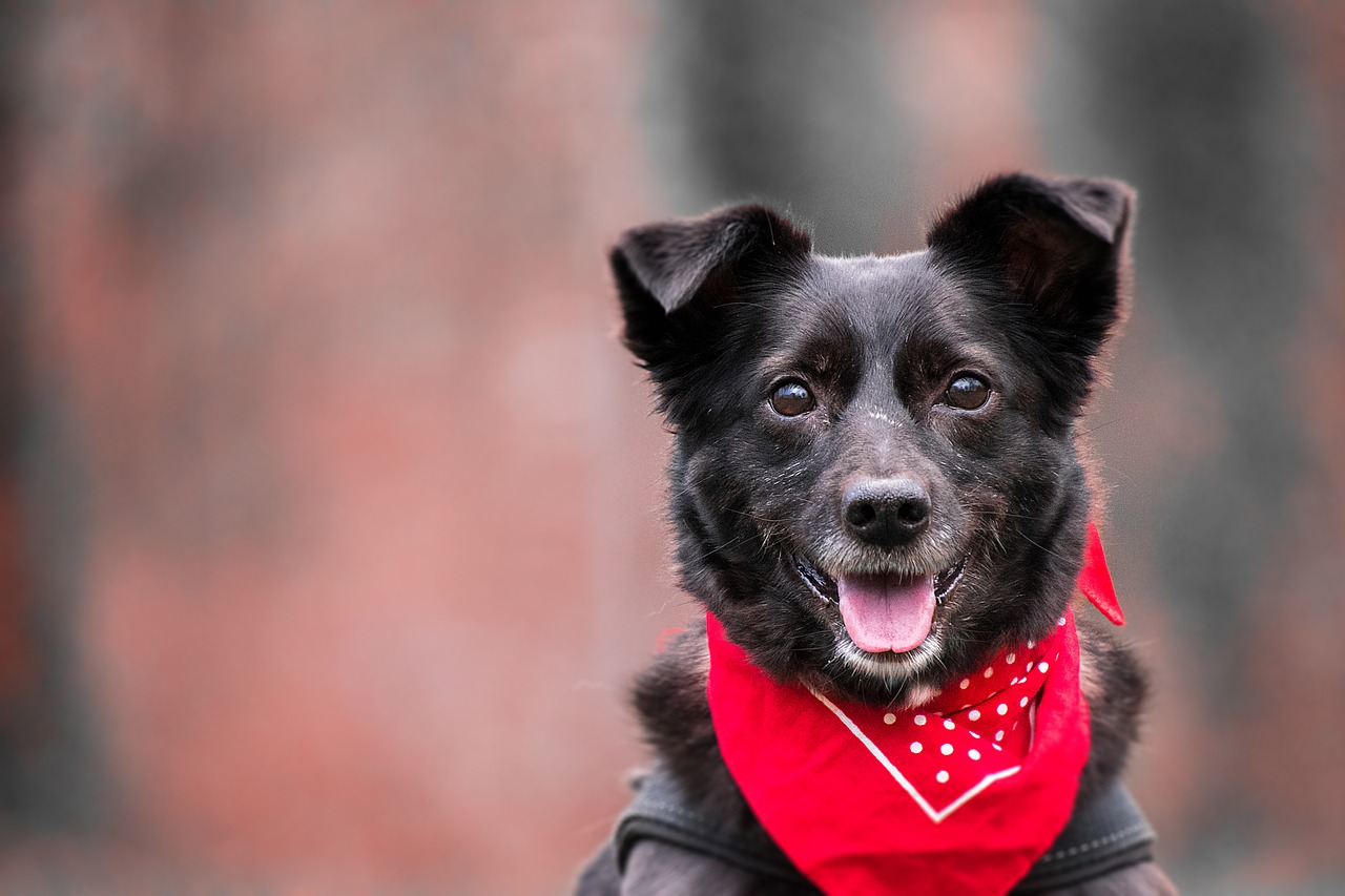 dog  scarf  animal free photo