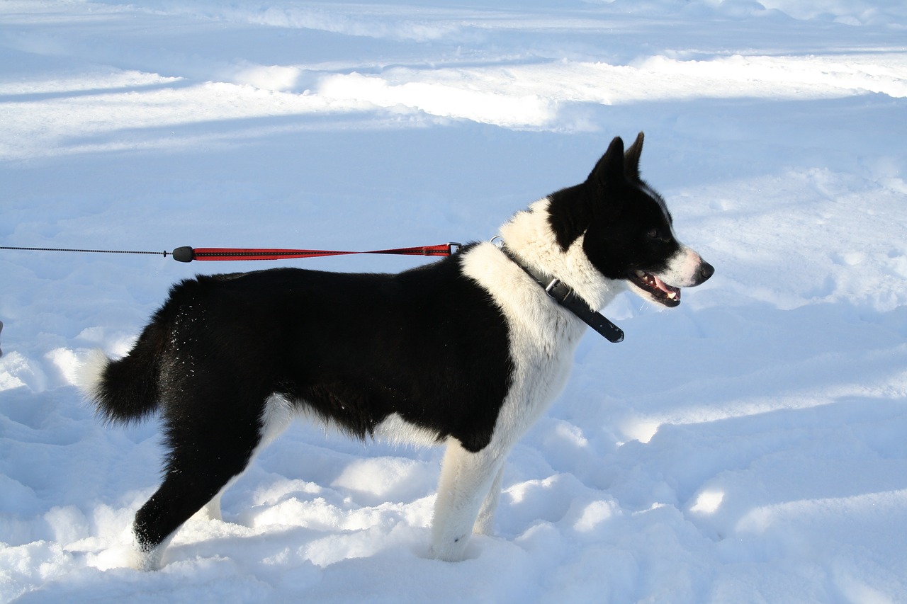 dog karelian bear dog animal free photo