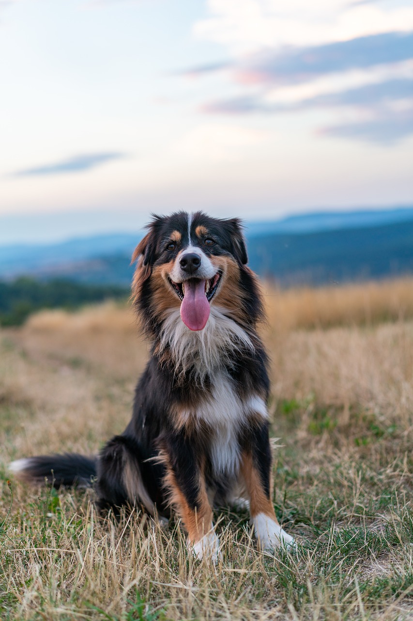 dog  australian shepherd  animal portrait free photo