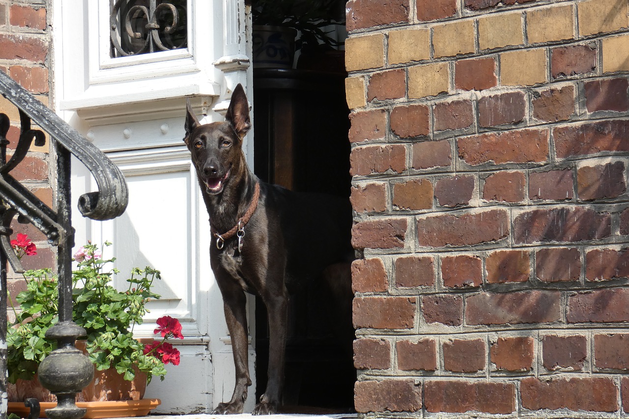 dog  door  house free photo