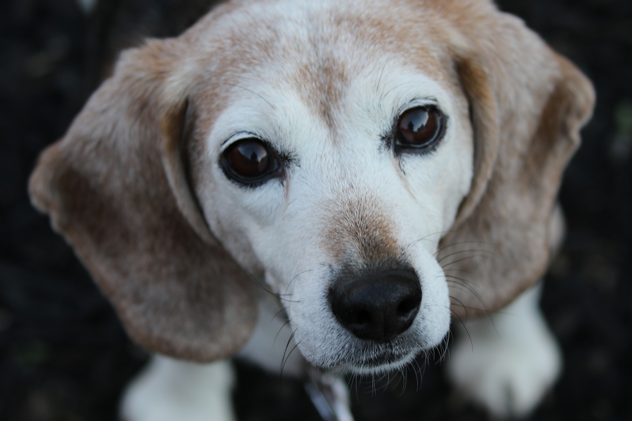 dog  beagle  cute free photo