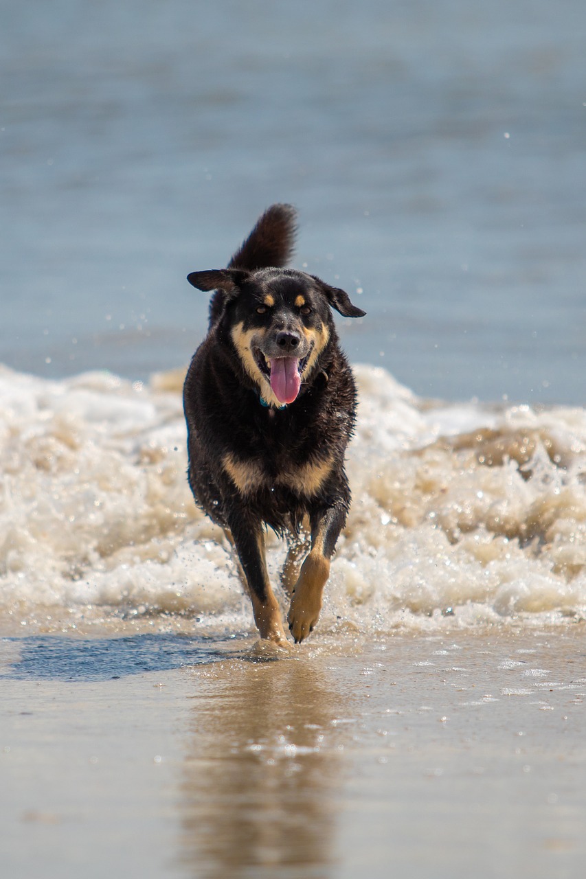 dog  beach  happy free photo