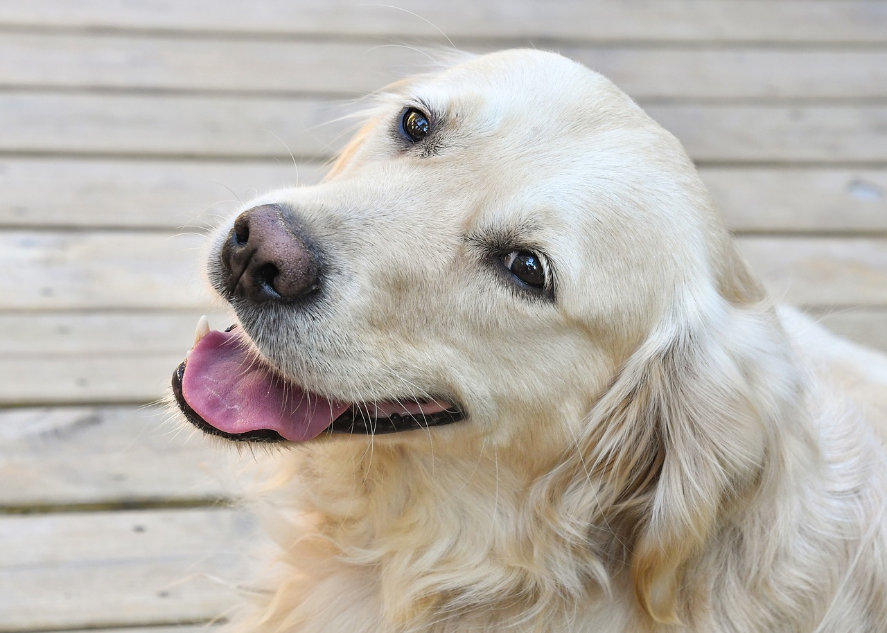 dog  golden retriever  portrait free photo